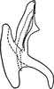 Aedeagus, lateral view on Erythridula haspata (Ross & DeLong, 1953): Aedeagus, lateral view. (Observation).