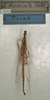 CollectionObject 1560094; NMW 1101, 3249e755-b504-4e54-a4ed-e0ba3122b41c: copyright NMW, Vienna. male of synonym Sipyloidea biseriata (holotype). (CollectionObject).