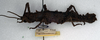 CollectionObject 1558286; NMW 58, cc54e16a-f3c0-499b-a42e-5fe9feb144c2: copyright NMW. female, lateral view (lectotype). (CollectionObject).