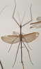 CollectionObject 1558184; b8e4626d-36d1-43d6-b262-6f9091c6c039: copyright OUMNH. male Ctenomorpha marginipennis (lectotype). (CollectionObject).