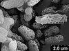 Brochosomes on Cuerna arida Oman & Beamer, 1944: CR172 | U.S.A., California, Indio, Pine Flats Camp. | 7/12/1941 | KSEM. (Observation).
