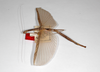 CollectionObject 1561970; e4248869-c52a-4275-bc3b-f6a9d6781618: copyright ZMHB, Berlin. female, lateral view (holotype). (CollectionObject).