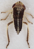 Nymph: !! display not done !! on Doratura stylata (Boheman, 1847): from Greece, Tessalia; dorsal view. (Observation).