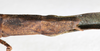 CollectionObject 1557865; NMW 780, fe89e5a8-ccc0-4a8b-923e-40f33bfad8bd: copyright NMW, Vienna. female: end of abdomen, dorsal view (holotype). (CollectionObject).