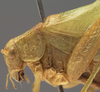 CollectionObject 1565351; b2e8ede2-681a-4cb7-8c45-59241a9611cf: male pronotum, lateral view (syntype). (CollectionObject).