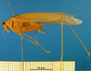 CollectionObject 1502476; 7c344548-1a7e-4e26-bc00-4e61cede82a1: male, lateral view. (CollectionObject).