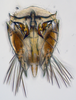 Subgenital plate: (Observation).