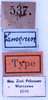 CollectionObject 1534501; MZPW Dohrn collection, 9ba91bef-717d-4d6f-b2f6-3df4e1742f2e: labels (holotype). (CollectionObject).