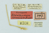 CollectionObject 1532124; NMW 4803, 8872, 9967, 2c92d831-9d61-44fe-bdc7-0b0d17703c09: labels (female syntype n.o 9967). (CollectionObject).