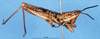 CollectionObject 1507061; 17b25eb7-544e-4ede-8d32-fe1233f0ccbe: male, lateral view (holotype of Monistria mastax). (CollectionObject).