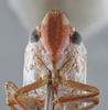 Head on Diestostemma stesilea Distant, 1908: Head/Face. (Observation).