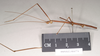 CollectionObject 1559564; NHMUK(SF IMPORT DUPLICATE) 844774, aa7b9465-9c12-4669-88e0-ede347c4c077: copyright Natural History Museum, London. male, lateral view (holotype). (CollectionObject).