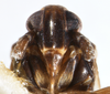 Head on Delphacodes audrasi Ribaut, 1954 now Delphacodes mulsanti (Fieber, 1866): (Observation).
