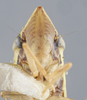 Head on Draeculacephala robinsoni Hamilton, 1967: Head/Face. Female identified as D. minor Ball, 1901. (Observation).