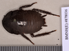 Melanozosteria nitida (Brunner von Wattenwyl, 1865): Holotype, unsexed, dorsal. BMNH(E)#878036. (Otu).