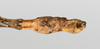 CollectionObject 1561480; 75e3de03-9f05-4be1-b4c7-e8a173e8faf7: copyright MHNG Geneva. male: end of abdomen, ventral view (syntype). (CollectionObject).