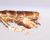 CollectionObject 1557007; e39d841d-8760-428e-9415-aeff1262346e: copyright BMNH. Anisomorpha pardalina male: end of abdomen, lateral view (syntype) [labelled LT, but yet to be published]. (CollectionObject).;CollectionObject 1557008; 3d29c764-64c1-4fcf-b45b-5184815cab44: copyright BMNH. Anisomorpha pardalina male: end of abdomen, lateral view (syntype) [labelled LT, but yet to be published]. (CollectionObject).