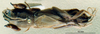 CollectionObject 1536210; NMBA 3226370, a7e4230a-8abe-4dca-b227-470d884bd351: male, dorsal view. (CollectionObject).