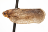 Habitus, lateral view on Capistra roscida (Caldwell, 1951): (Observation).