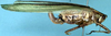 Inscudderia strigata (Scudder, 1898): female, lateral view (allotype). (Otu).