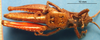 CollectionObject 1538326; 925cd9fe-8f9f-4ad6-a6bf-9d74abb5aeff: female, ventral view (holotype of Truxalis coriacea). (CollectionObject).