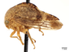 Habitus, lateral view: !! display not done !! on Telamona reclivata Fitch, 1851: (Observation).