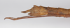 CollectionObject 1560172; 394129f9-285a-4214-b1dc-afa7e79dede9: copyright ZMB, Berlin. female: end of abdomen, lateral view (holotype). (CollectionObject).