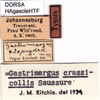CollectionObject 1507073; 9140f00e-f51f-4491-90d4-f9862417acd5: labels (holotype of Gastrimargus clepsydrae). (CollectionObject).