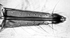 Aedeagus, lateral view.: !! display not done !! on Anoecia (Anoecia) corni (Fabricius, 1775): Rostrum of Anoecia corni. (Observation).
