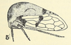Habitus, lateral view: !! display not done !! on Amblyophallus maculatus (Funkhouser, 1927): (Observation).