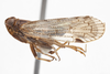 Habitus, lateral view: (Observation).