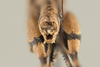 CollectionObject 1499305; a42378cc-27b3-4cfe-9836-04226b3f27ad: Male, caudal view (holotype). (CollectionObject).