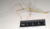 Marmessoidea rosea (Fabricius, 1793): copyright Natural History Museum, London. male, lateral view of synonym Platycrana rafflesii (holotype). (Otu).