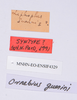 CollectionObject 1539948; 419a9490-fbbf-41de-8fbd-76ea0e051891: labels (syntype). (CollectionObject).