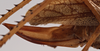 CollectionObject 1534505; fb31cbfd-ab02-49a8-9771-15fe1a7d62c8: female ovipositor (holotype). (CollectionObject).