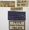Other on Athysanella (Pedumella) spatulata Ball & Beamer, 1940: Labels. (Observation).
