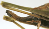 female ovipositor (paratype). Depicts Odontura (Odontura) microptera Chopard, 1943, an Otu.