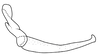Stylus on Coarctana taurina Domahovski & Cavichioli, 2023: Male holotype [DZUP]: style, lateral view. (Observation).