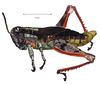 Baeacris talamancensis Rowell & Carbonell, 1977: male, lateral view. (Otu).