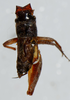 CollectionObject 1517635; 00794a45-b172-432a-beda-1de0dcd728a8: male, dorsal view (holotype). (CollectionObject).