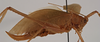 CollectionObject 1534531; ed87de70-c4b0-40b6-b0d6-ecdfb1b3b9d7: female, lateral view (holotype of Scopiorus muticus). (CollectionObject).