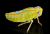 Nymph on Aplos simplex (Germar, 1830): (Observation).