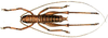 Anelytra (Anelytra) nigrifrons Redtenbacher, 1891: male, dorsal view. (Otu).
