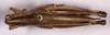 CollectionObject 1499475; 5d0a4dad-8b7a-407b-becb-2283cd478652: male, dorsal view (holotype). (CollectionObject).
