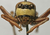 CollectionObject 1535968; 447d7091-fcad-48f0-9081-27e7b245c32e: female face (paratype). (CollectionObject).