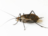CollectionObject 1588714; f70427c2-e511-4ca3-8d6d-7221fd799a0d: male. (CollectionObject).