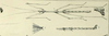 CollectionObject 1559721; 5aa1acb7-7aff-46cb-9326-bfc20d169d4e: from Wood-Mason, 1877, pl. 3:4. male (holotype). (CollectionObject).