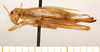 CollectionObject 1499576; 951dd1eb-ba39-47c6-8c24-d899abd5de96: female, lateral view (allotype). (CollectionObject).