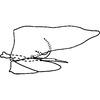 Pygofer, lateral view: Pygofer, lateral view. (Observation).