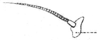 Eschatoceras dorsatus Redtenbacher, 1891: Pl. IV, Fig. 62 b. base of left antenna. (Otu).